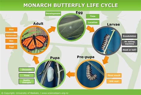 Monarch Butterfly Life Cycle Timeline