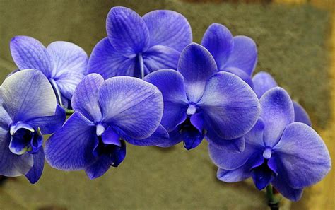 Blue Orchids Photograph by Rosanne Jordan