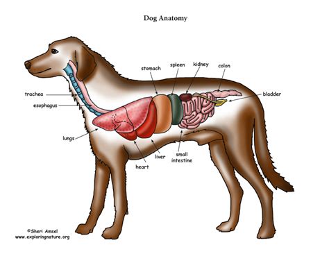 Dog Anatomy (Thoracic and Abdominal Organs)