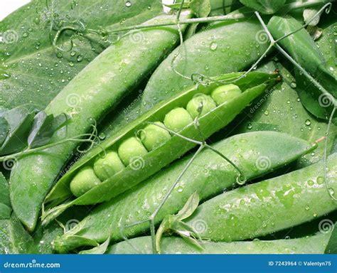 Green Peas Stock Images - Image: 7243964