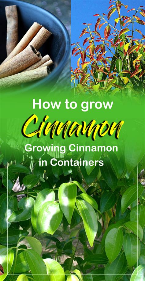 Growing Cinnamon in Containers | How to grow Cinnamon plant - Naturebring