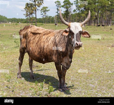 Florida cracker cattle hi-res stock photography and images - Alamy