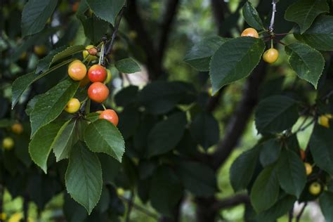 Wild Cherry Tree Identification » Top Tips