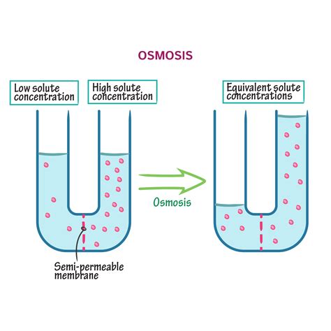 Cell Biology Tutorials | Draw It to Know It How to think about Osmosis ...