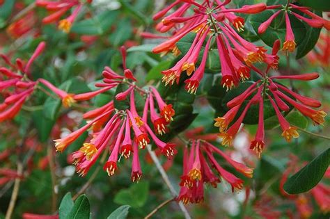 Lonicera sempervirens (Coral Honeysuckle, Honeysuckle, Trumpet ...