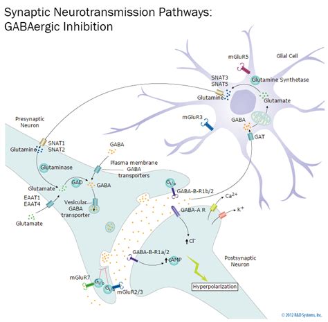 Synaptic Neurotransmission: GABAergic Inhibition: R&D Systems