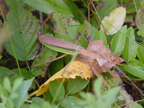 Know your mantids: Identifying praying mantis species found on Staten ...