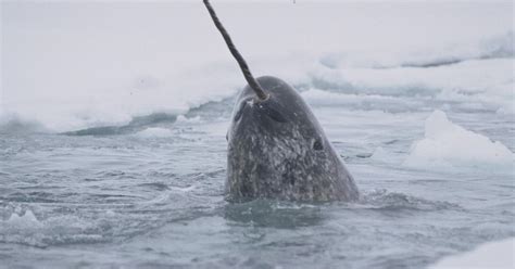 Narwhal: Revealing an Arctic Legend | Smithsonian National Museum of ...