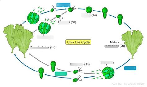 (Ulva) Sea lettuce, green algae (Chlorophyta) Diagram | Quizlet