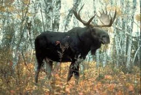 10 Interesting Moose Facts | My Interesting Facts