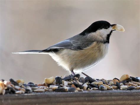 Carolina Chickadee - USA, from New Jersey west to S. Kansas, south to ...