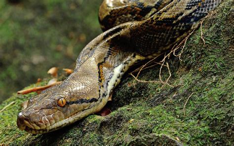 Reticulated python – the longest snake | DinoAnimals.com