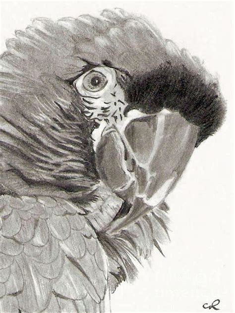 Parrot Pencil Drawing Drawing by Claudiu Radulescu