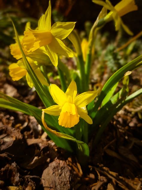 Yellow Daffodils Free Stock Photo - Public Domain Pictures