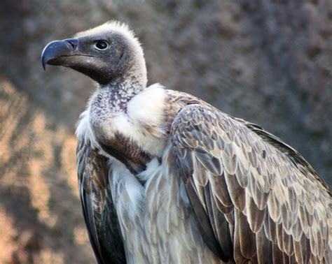 Vulture habitat and interesting facts about scavenging bird