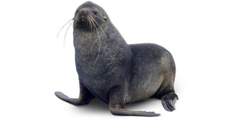 Antarctic Fur Seal Facts For Kids | DK Find Out