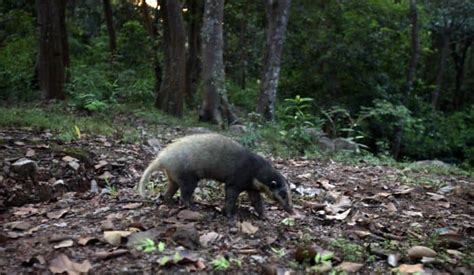 Hog Badger Rescued and Released in Kaziranga