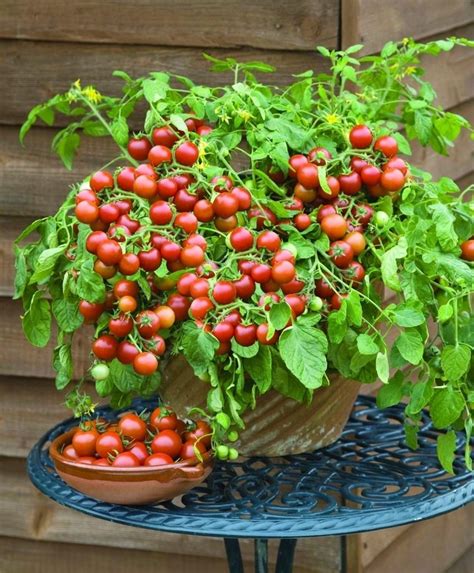 Cherry Falls Cherry Tomato | John Scheepers Kitchen Garden Seeds ...