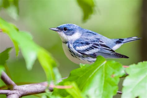 Cerulean Warbler | Audubon Field Guide