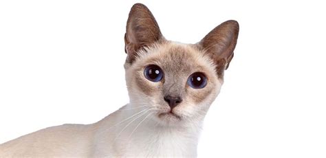 Lilac Pointed Siamese Cat Traits, Characteristics and Personality