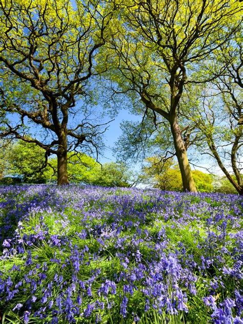 *🇬🇧 Bluebell Spring (Lancashire, England) by David McAleavy / 500px ...