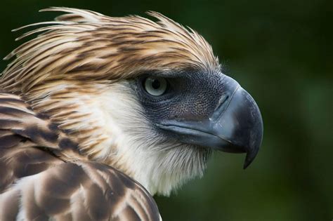 Philippine eagle Arakan: Extremely rare eagle killed by FALLING BRANCH ...