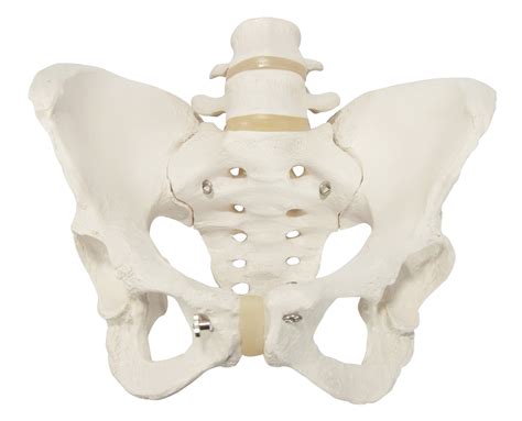 Pelvic Anatomy Side View : pelvis side view - Google претрага | Pelvic ...