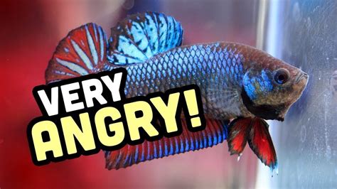 Why do betta fish fight? | Why are bettas aggressive? - YouTube