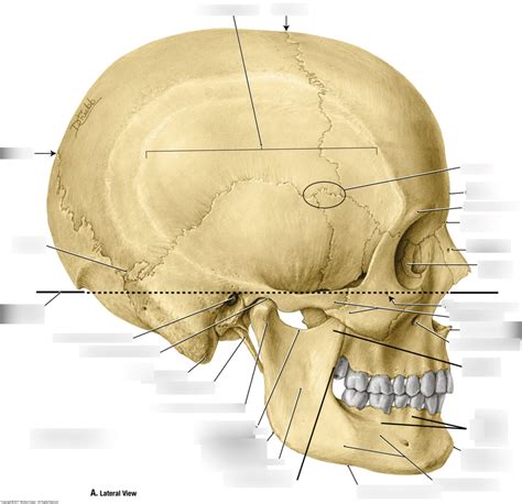 DPT 6240 Landmarks of the Skull, Lateral (Visual) Diagram | Quizlet