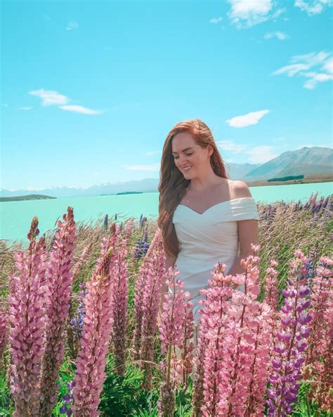 Lake Tekapo Lupins - Where To Find Lupins In NZ! - 24 Hours Layover