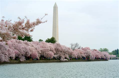 Washington, D.C.’s Cherry Blossom Season Starts in Two Weeks - Condé ...