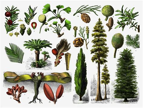 Gymnosperm - Definition, Examples and Life Cycle | Biology Dictionary