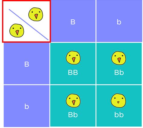 Punnett Squares — Examples & Diagrams - Expii