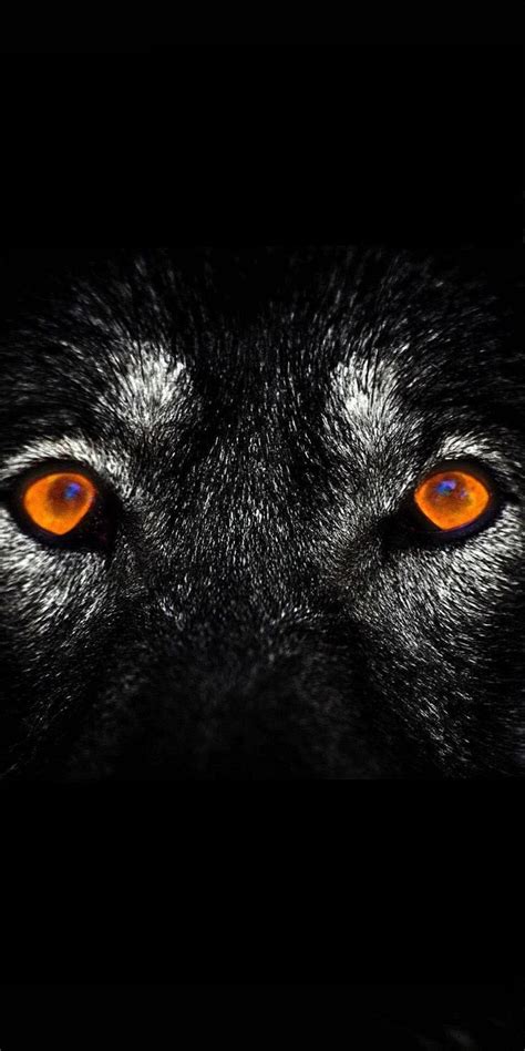 Black Wolves Eyes Wallpapers free download