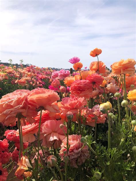 a field full of colorful flowers under a blue sky