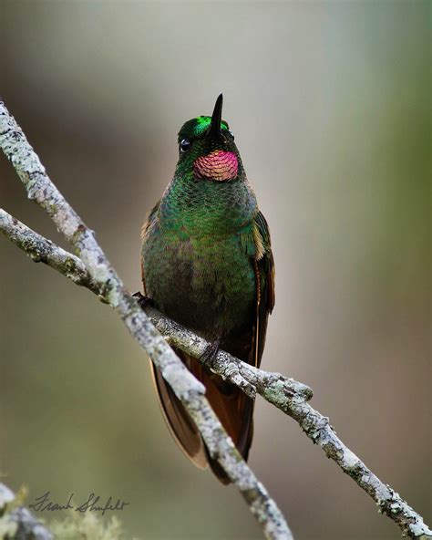 Male Brazilian Ruby Hummingbird (Clytolaema rubricauda) | Flickr