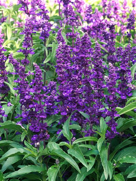 31 Salvia Plants to Bring Color and Fragrance to Your Garden | Salvia ...