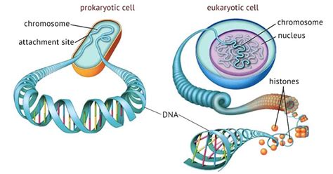 15 Important Difference between Prokaryotic and Eukaryotic Chromosomes ...