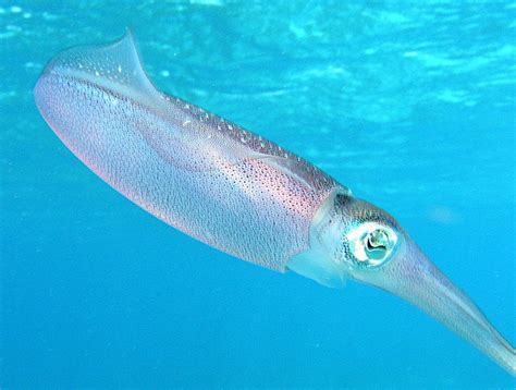 Squid - A-Z Animals