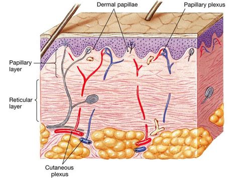 Dermis layers | Dermis, Layers, Dermal fillers