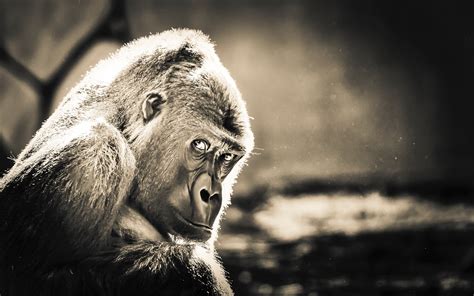 Gorilla Wallpaper,HD Animals Wallpapers,4k Wallpapers,Images ...