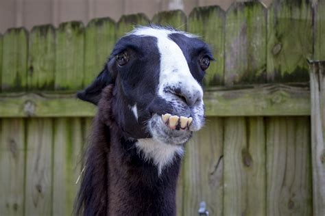 Llama Attraction | Central Florida Zoo Animals