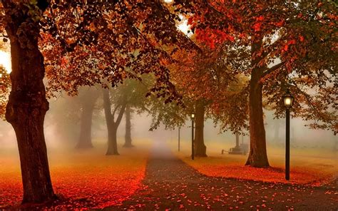 HD wallpaper: orange trees, path surrounded with trees digital ...