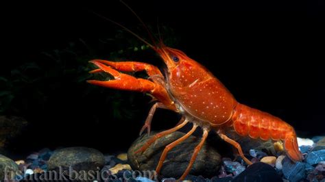 Freshwater Aquarium Crayfish Care Guide – Video