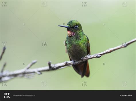 Atlantic Rainforest hummingbird Brazilian Ruby in Itatiaia National ...