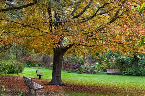 Last Chance: Peak of Fall Colors at SF Botanical Garden | Golden Gate Park