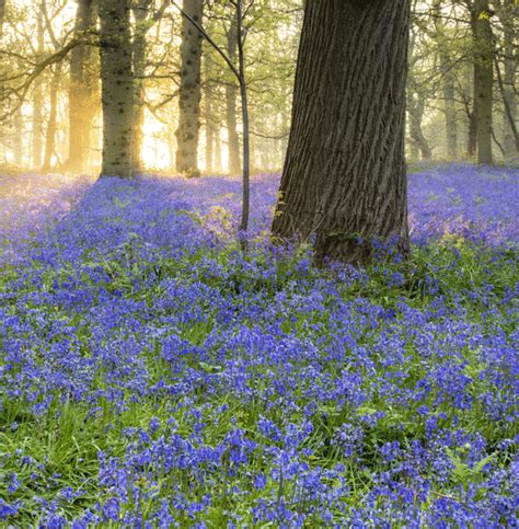 blue bells in England | England countryside, Bluebells, England