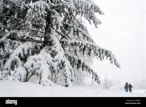 Winter, Burnaby Mountain Park, Burnaby, British Columbia, Canada Stock ...