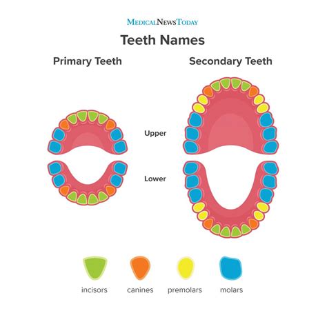 Baby Teeth Molars Outlet Cheap, Save 60% | jlcatj.gob.mx