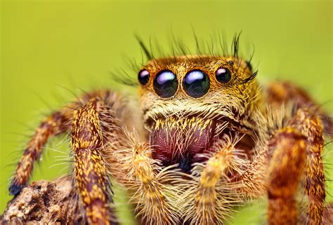 Phidippus princeps Jumping Spider - a photo on Flickriver